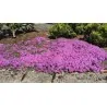 Graines de Thym Serpolet (Thymus serpyllum)