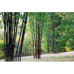 Schwarzer Bambus Samen (Phyllostachys nigra)