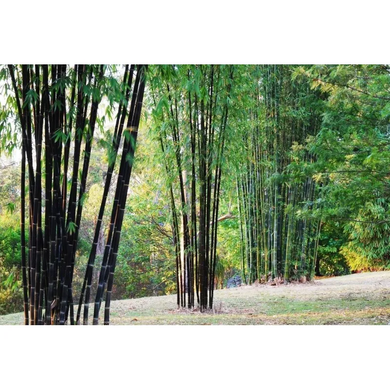 Σπάνιοι σπόροι μαύρου μπαμπού (Phyllostachys nigra)