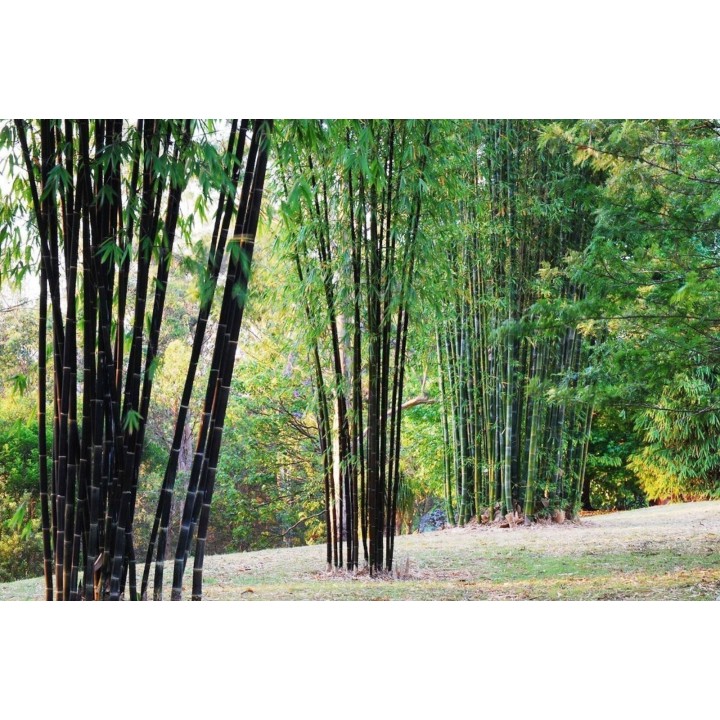 Rzadkie nasiona czarnego bambusa (Phyllostachys nigra) - 228.714671