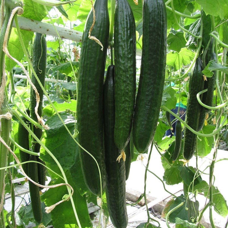 Gurkafrön Suyo Long
