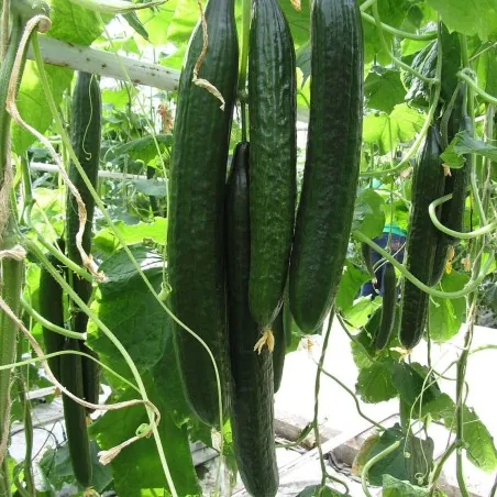 Sementes de pepino Suyo Long