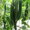 Semillas de pepino Suyo Long