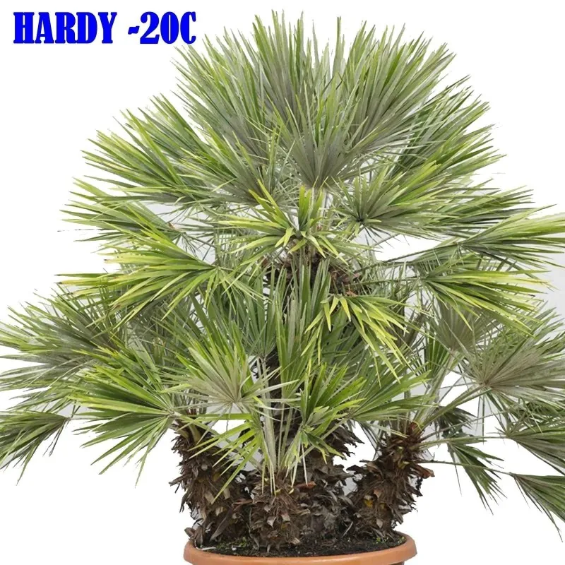 Σπόροι Χαμαίρωπας Χαμηλός(Chamaerops humilis)