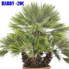 Price: €3 - Semi di Palma Nana (Chamaerops humilis) - 