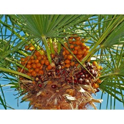 Mediteranska lepezasta palma, Evropska palma Seme (Chamaerops humilis)  3 - 2