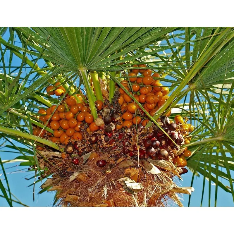 Zwergpalme Samen (Chamaerops humilis)