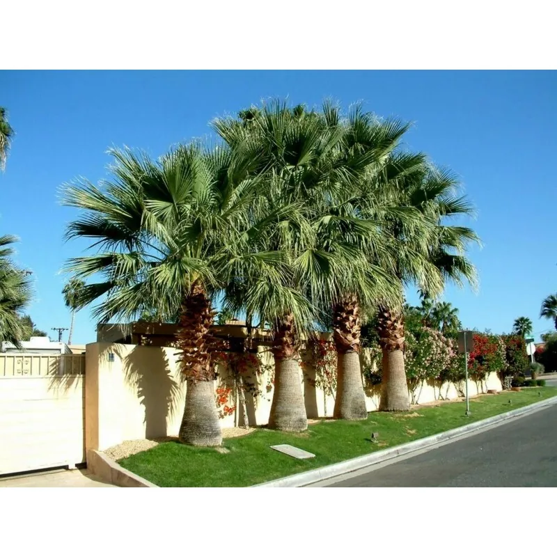 Graines de palmier californien (Washingtonia filifera)