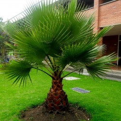 Sementes de Palmeira-de-saia (Washingtonia filifera) 1.75 - 1