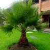 Σπόροι φοίνικα της Καλιφόρνιας (Washingtonia filifera)