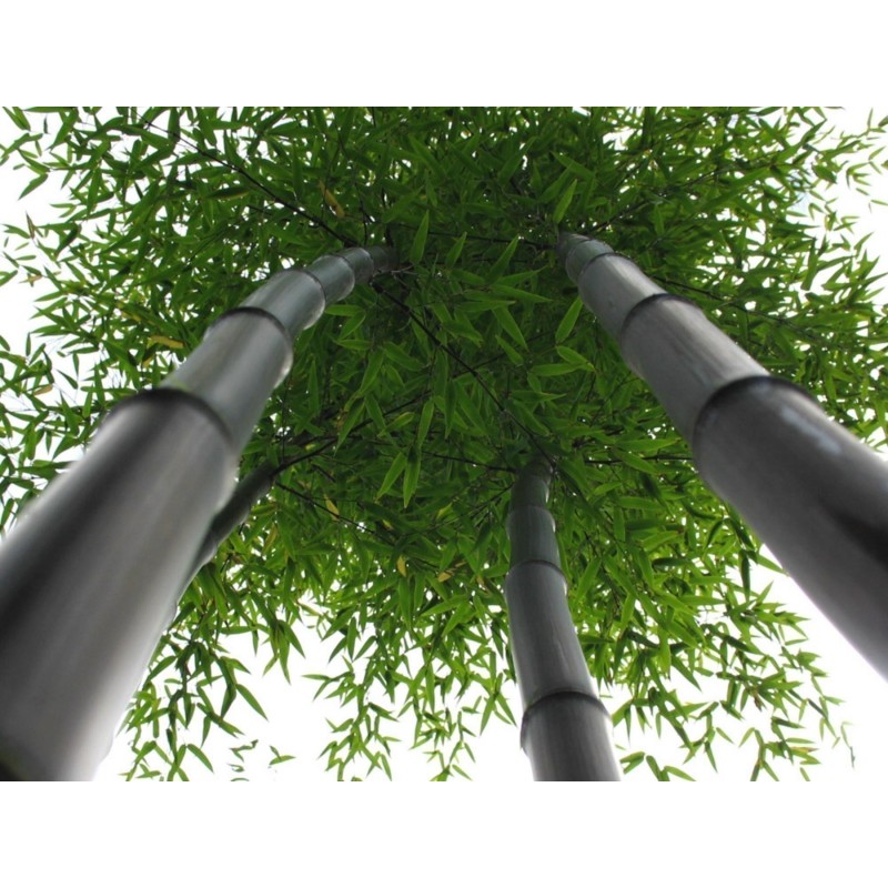 Sällsynta frön av svart bambu (Phyllostachys nigra)