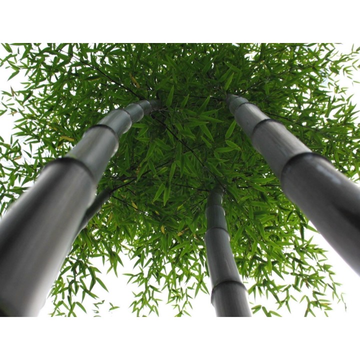 Rzadkie nasiona czarnego bambusa (Phyllostachys nigra) - 228.714671