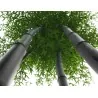 Seltene Samen des Schwarzen Bambus (Phyllostachys nigra)