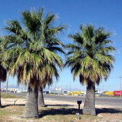 California Fan Palm Seeds (Washingtonia filifera) 1.75 - 2