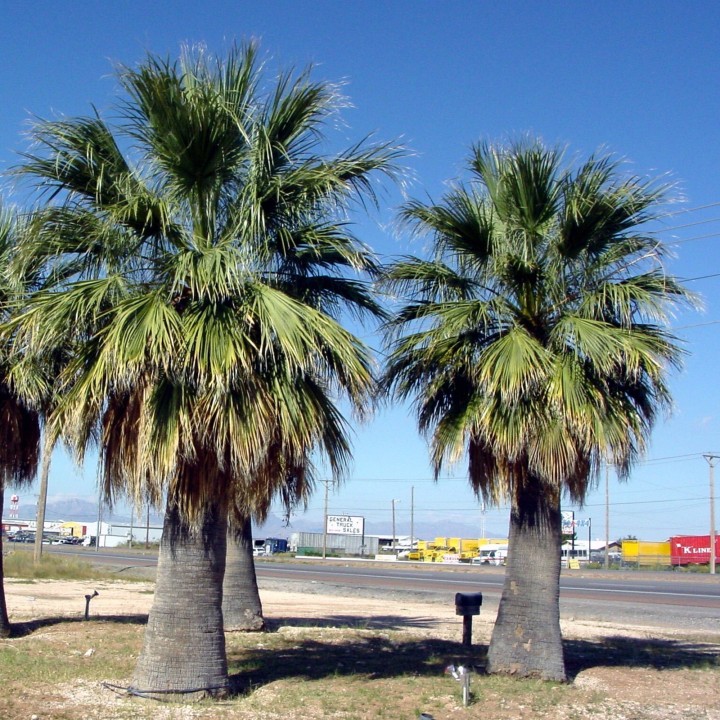 Nasiona wachlarzowca kalifornijskiego (Washingtonia filifera) - 228.714671