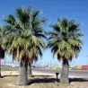 Σπόροι φοίνικα της Καλιφόρνιας (Washingtonia filifera)
