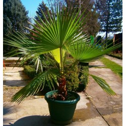 California Fan Palm Seeds (Washingtonia filifera) 1.75 - 4