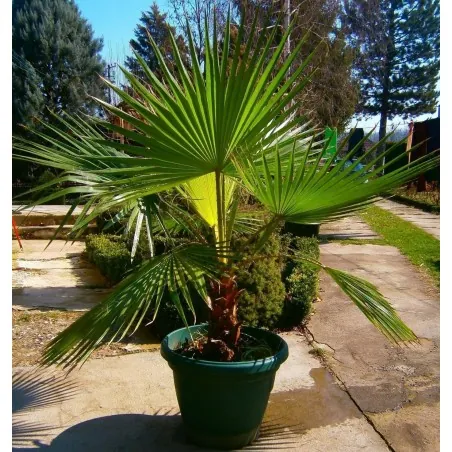 Σπόροι φοίνικα της Καλιφόρνιας (Washingtonia filifera)