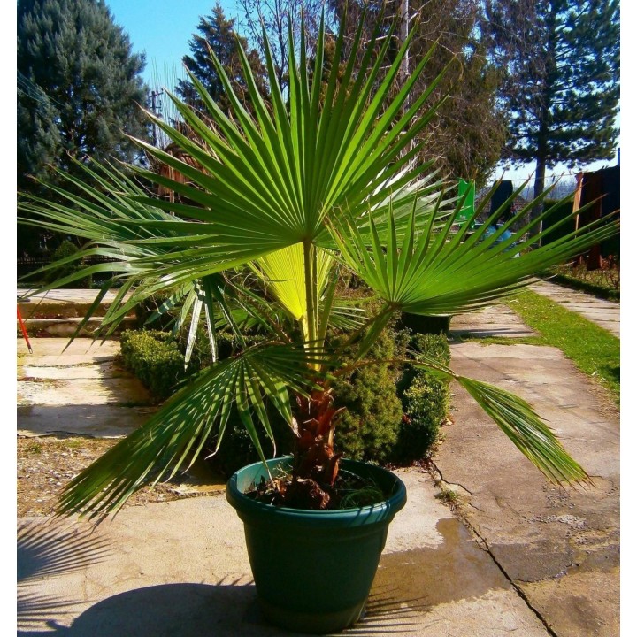 Nasiona wachlarzowca kalifornijskiego (Washingtonia filifera) - 228.714671