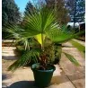 Graines de palmier californien (Washingtonia filifera)