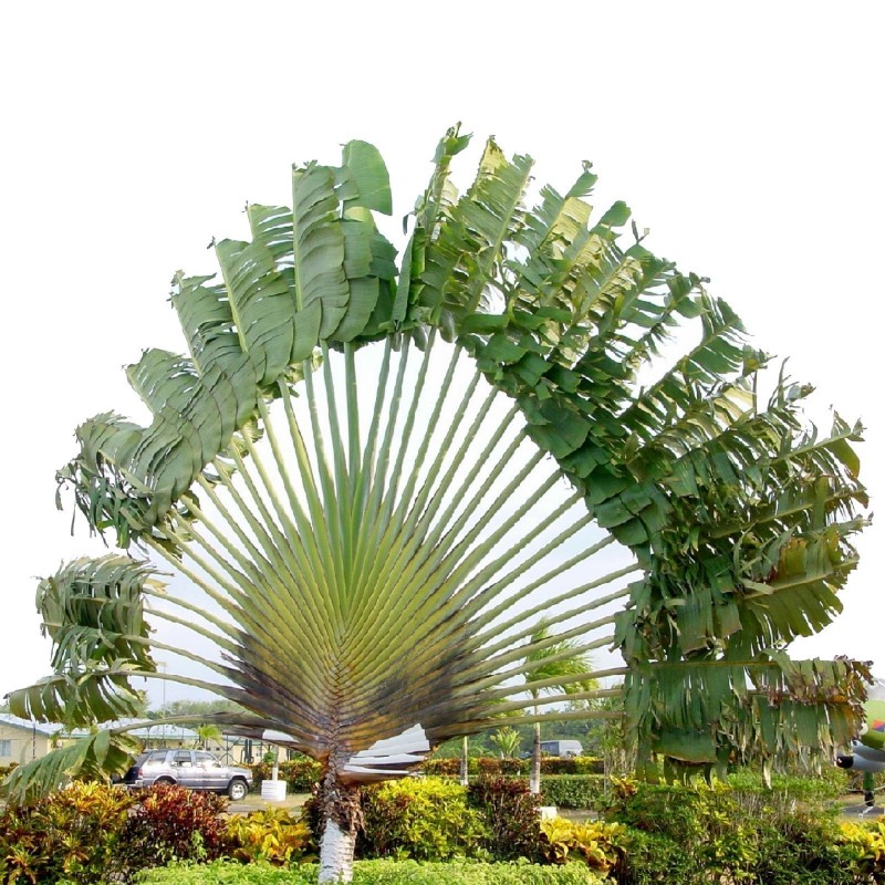 Price: €2.25 - Baum der Reisenden Samen - 