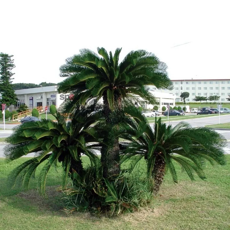 Semillas de palma sago, king sago (Cycas revoluta)