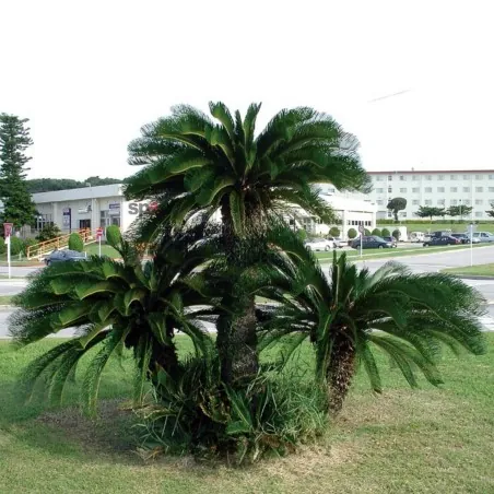 Semillas de palma sago, king sago (Cycas revoluta)