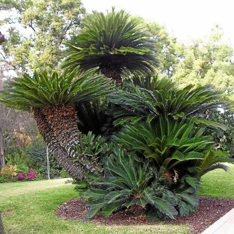 Semillas de palma sago, king sago (Cycas revoluta)