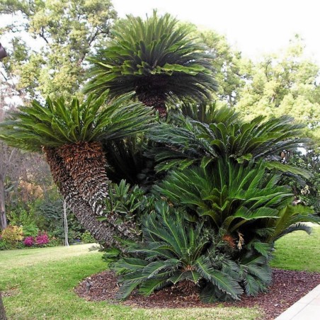 Semillas de palma sago, king sago (Cycas revoluta)