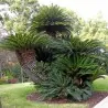 Semillas de palma sago, king sago (Cycas revoluta)