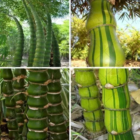 Semi Di Bambù Buddha bamboo (Bambusa ventricosa)