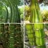 Semi Di Bambù Buddha bamboo (Bambusa ventricosa)