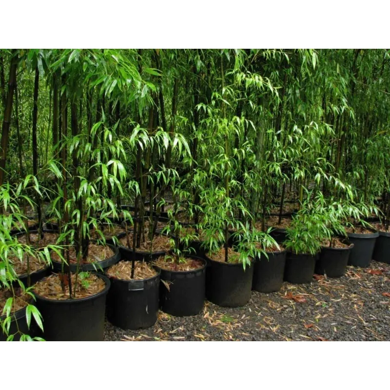 Seltene Samen des Schwarzen Bambus (Phyllostachys nigra)