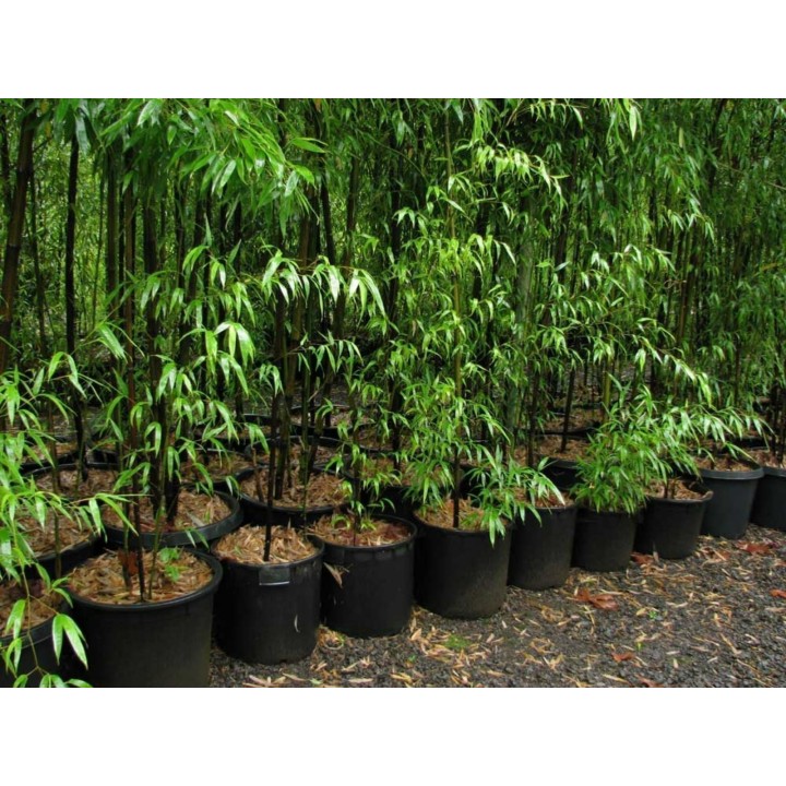 Rzadkie nasiona czarnego bambusa (Phyllostachys nigra) - 228.714671