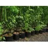 Seltene Samen des Schwarzen Bambus (Phyllostachys nigra)