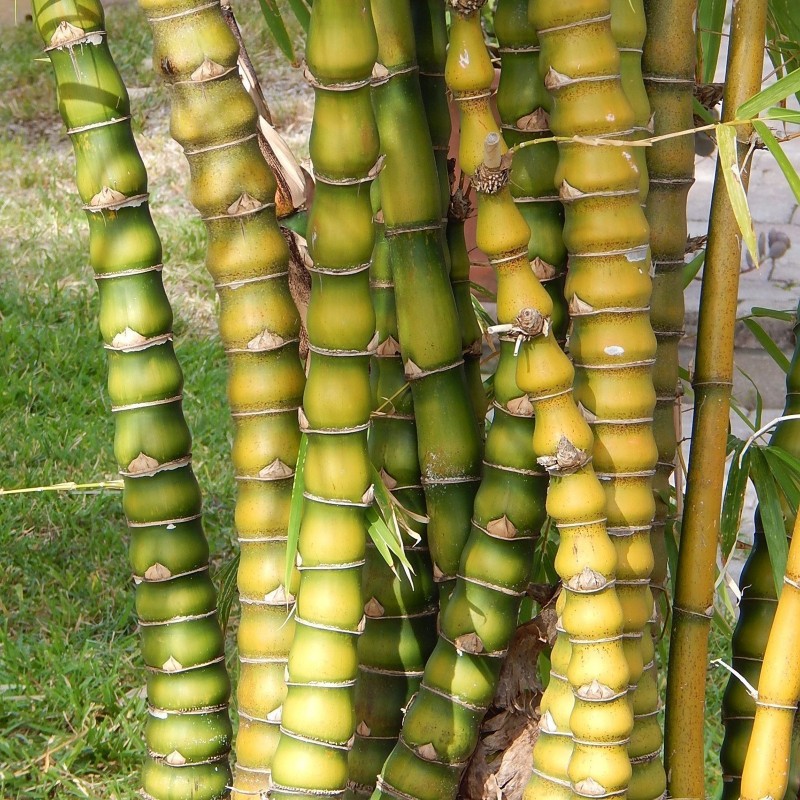 Price: €2.45 - Σπόροι μπαμπού Buddha bamboo (Bambusa ventricosa) - Unbranded
