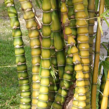 Semi Di Bambù Buddha bamboo (Bambusa ventricosa)