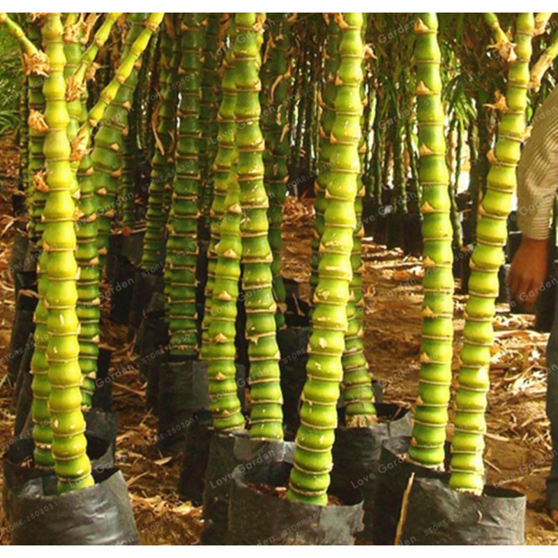 Price: €2.45 - Σπόροι μπαμπού Buddha bamboo (Bambusa ventricosa) - Unbranded