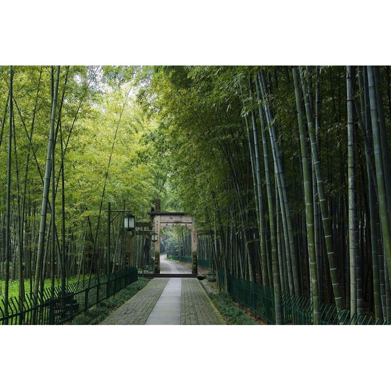 Price: €1.6 - Sementes De Bambu Bambusa Arundinacea - 