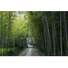 Price: €1.6 - Sementes De Bambu Bambusa Arundinacea - 