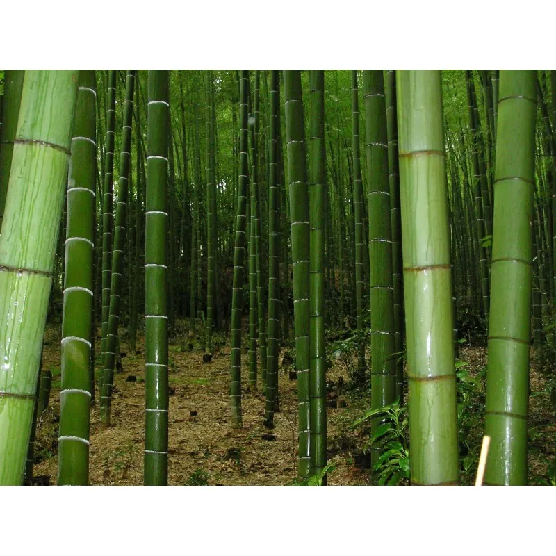 Giant Thorny Bamboo Seeds (Bambusa arundinacea)