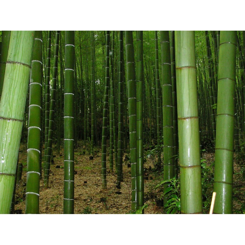 Price: €1.6 - Sementes De Bambu Bambusa Arundinacea - 