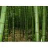 Giant Thorny Bamboo Seeds (Bambusa arundinacea)