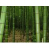 Price: €1.6 - Sementes De Bambu Bambusa Arundinacea - 