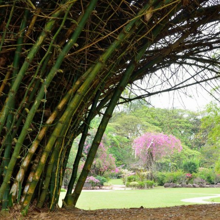 Price: €1.6 - Giant Thorny Bamboo Seeds (Bambusa arundinacea) -