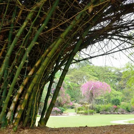 Giant Thorny Bamboo Seeds (Bambusa arundinacea)