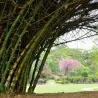 Sementes De Bambu Bambusa Arundinacea