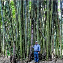 Sementes De Bambu Bambusa Arundinacea 1.6 - 4