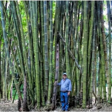 Giant Thorny Bamboo Seeds (Bambusa arundinacea)