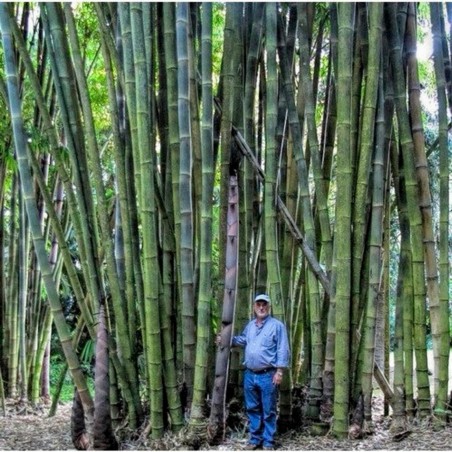 Price: €1.6 - Semillas de Bambú gigante (Bambusa arundinacea) -